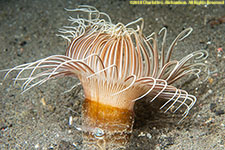 cerianthid